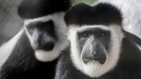 PA Media Colobus monkeys