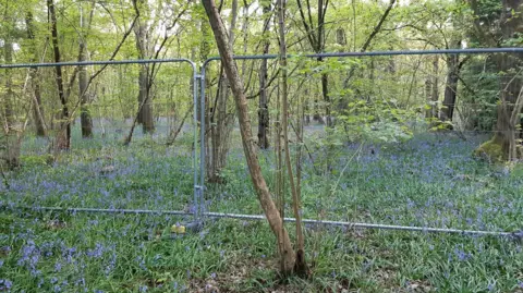 Penny McGregor South Cubbington wood before the work began