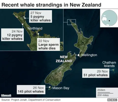 Recent whale strandings in New Zealand map showing five incidents