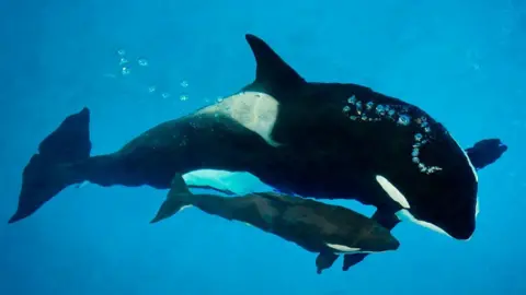 SeaWorld Kyara and Takara