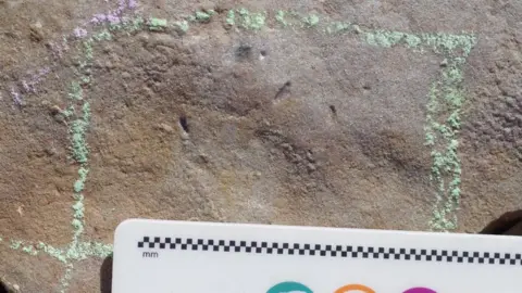 Droser Lab/UCR These are Ikaria wariootia impressions in stone