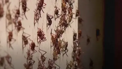 Mormon crickets on house exterior