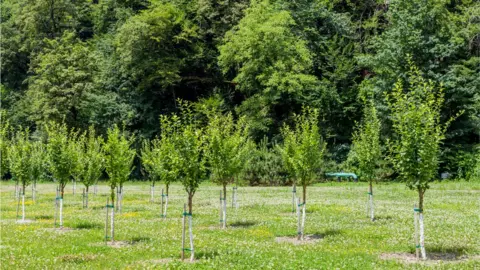 Getty Images Young trees growing