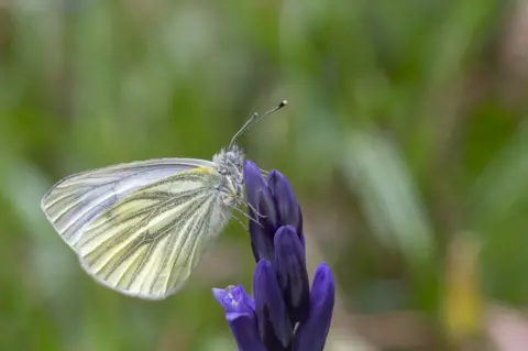 Mike Bolam Butterfly