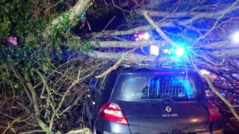 Adam McCalden Tree down newtownabbey