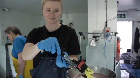 Tynemouth Seal Hospital Volunteer medic with tagging equipment