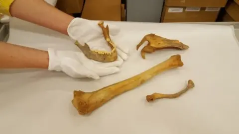 Leeds Museums and Galleries Bones of the Iron Age Woman