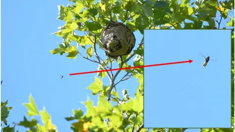 Dr Peter Kennedy tagged Asian hornet approaching Brockenhurst nest