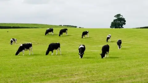 Getty Images Cows in field