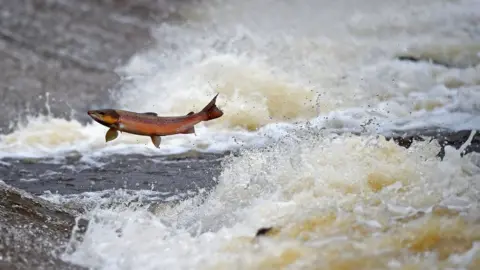 Getty Images Salmon