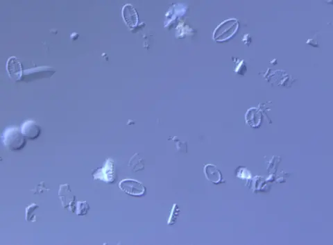 Biance Perren/BAS Diatoms