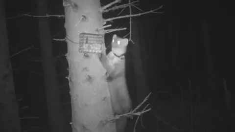 NAtural Resources Wales Pine marten number three on a tree in the Clocaenog Forest