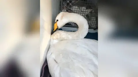 RSPCA swan