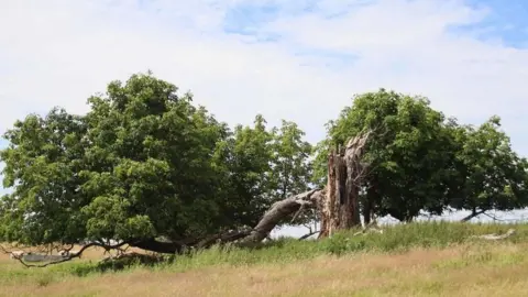 WOODLANDS TRUST Layering Horse Chestnut in Derbyshire