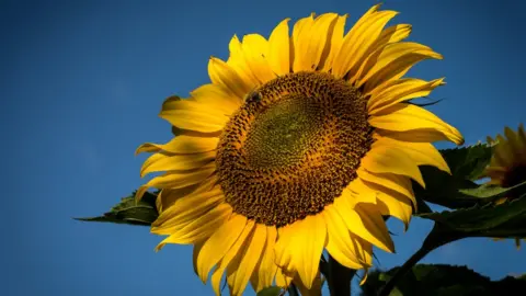 Cliff Kinch A sunflower enjoying the good weather