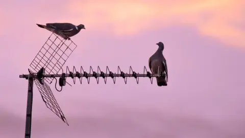 Jacki Gordon Pigeon on aerial