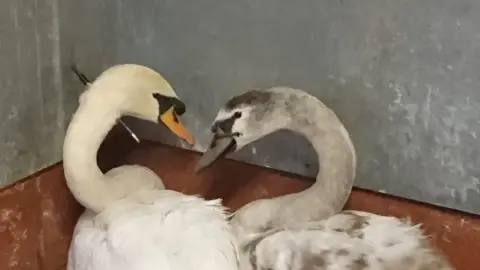RSPCA Swans