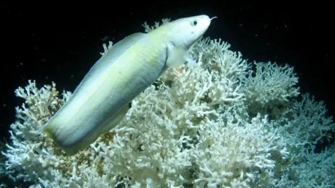 University of Edinburgh Atlantic study