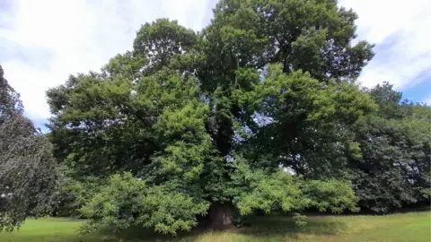 Kyle Jones Mattock Towering sweet chestnut tree in full leaf