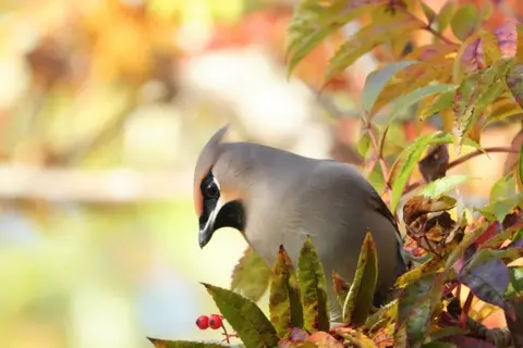 Angela Pearson Waxwing