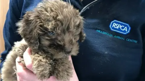 RSPCA Rescued puppy