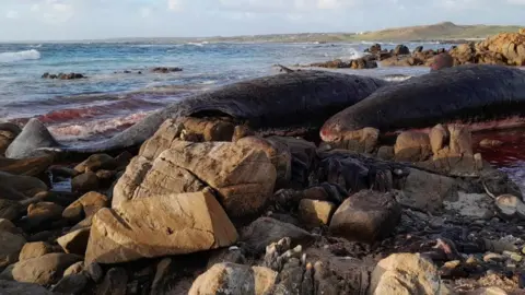 Sarah Baldock Two sperm whale carcasses