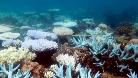 Coral CoE/Mia Hoogenboom Various bleached coral species