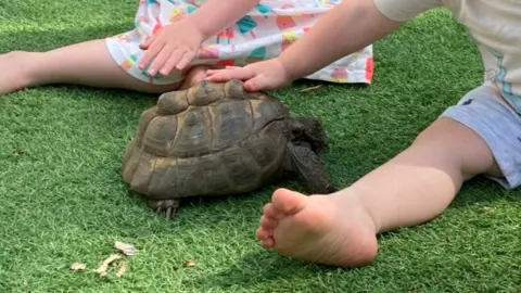 Kathy Cousens Thaki the tortise