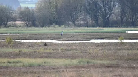 Bord na Mona Bord na Mona crane