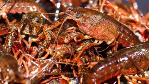 Getty Images Crayfish captured on 8 May 2018