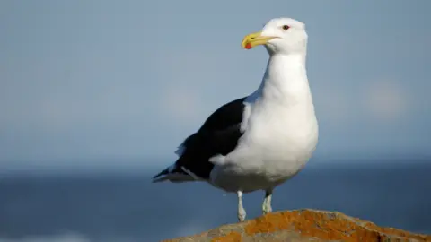 Amada44/ Wikimedia Commons Kelp gull, South Africa