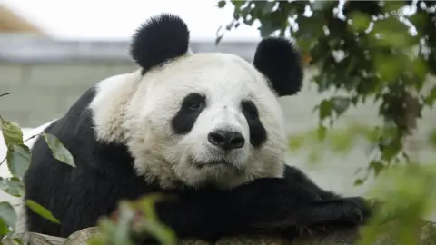 PA Media Tian Tian the panda