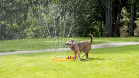 Getty Images Dog running through a garden sprinkler