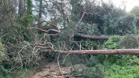 Fallen tree on the Railway Walk