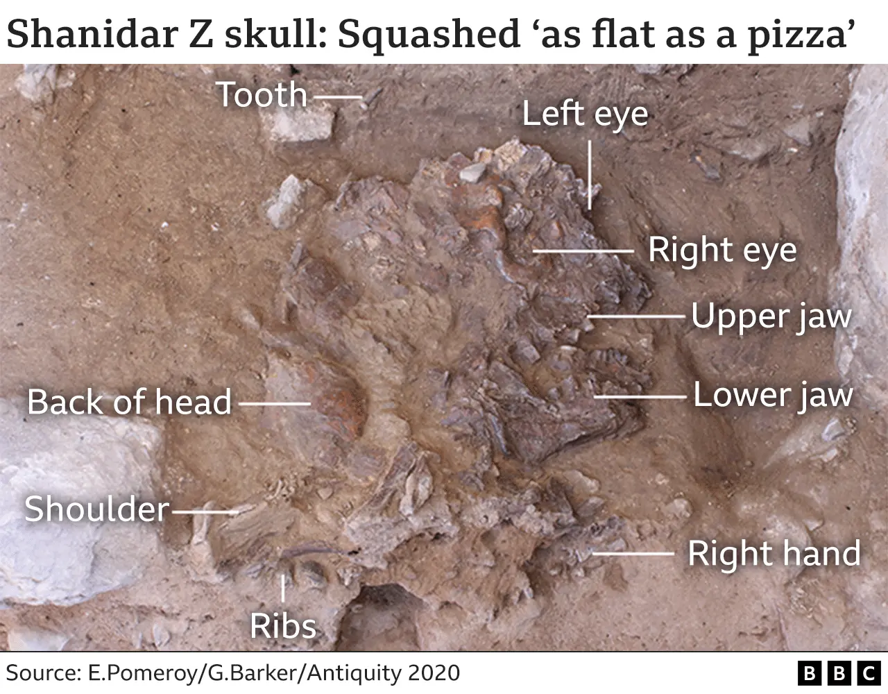 BBC Graphic of Shanidar Z skull