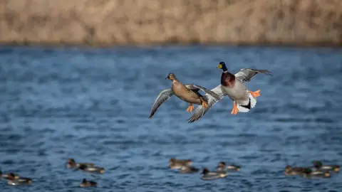 Anthony P Morris Mallards at Otmoor