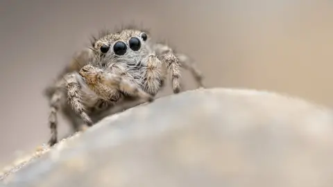 Roman Willi The distinguished jumping spider