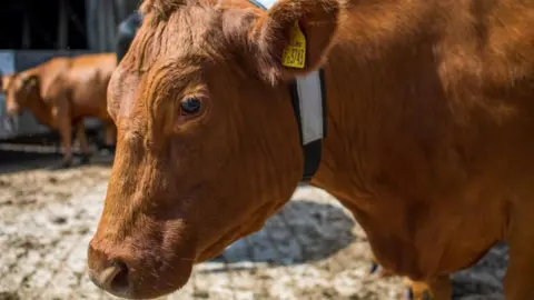 Dartmoor Forest Parish Council  Cow with neckband