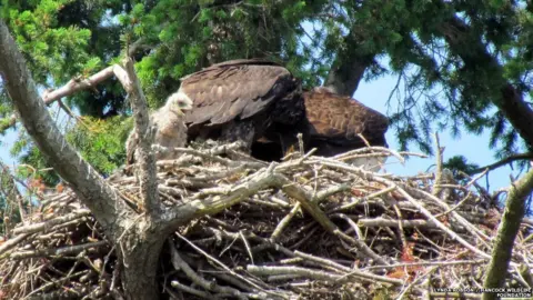 Lynda Robson / Hancock Wildlife Foundation Baby red-tailed hawk in bald eagle's nest