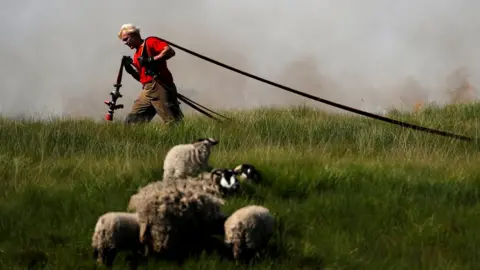 Reuters Fireman drags hose with a herd of sheep in the foreground