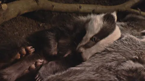 BBC/Dragonfly Productions Badgers nestled together in sett
