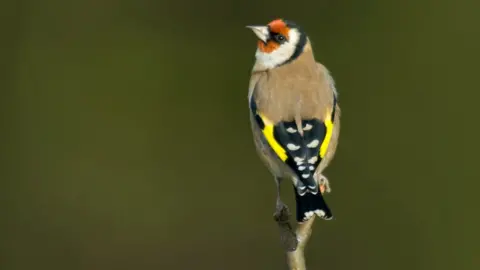 RSPB A bright yellow goldfinch with its characteristic red flash on the side of its head is perched on top of thick grass.