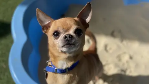 Battersea Dogs & Cats Home A Chihuahua in a sand pit