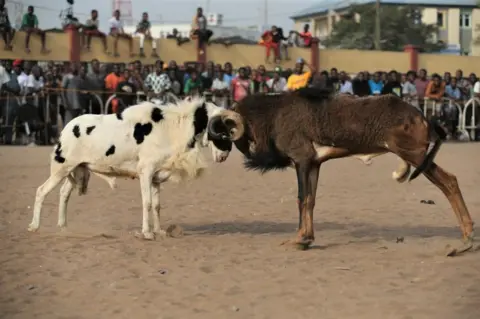 EPA People watch a fight of two rams in a dusty field where youths engage in a ram fight in the Agege district in Lagos, Nigeria, Sunday 8 January 2023