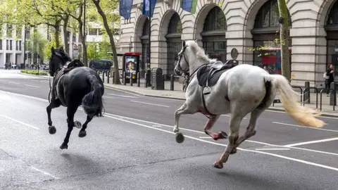 Two horses run through the street near Aldwych