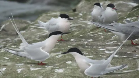 Ibrahim Alfarwi Roseate terns, Coquet Island