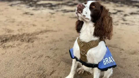 Cocoa is Archie Douglas’ assistance dog after receiving training from Bravehound.