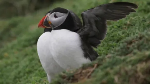 Skokholm Warders/WTSWW Puffin