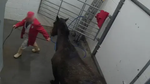 Animal Aid Undercover footage filmed by campaign group Animal Aid, at Drury and Sons abattoir.