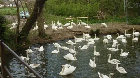 Oxyman/Geograph Swans in the Brundon Lane area of the River Stour at Sudbury, Suffolk